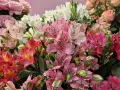 Kolorowy bukiet alstroemeria w wazonie, z różowymi, białymi i czerwonymi kwiatami, tworzy radosną kompozycję.