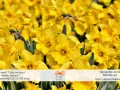 Wiosenny bukiet żółtych żonkili i narcyzów. Kwiaty z kwiaciarni "Dzika orchidea" w Łodzi.