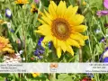 Słoneczniki i inne polne kwiaty w kwiaciarni "Dzika orchidea" tworzą barwną kompozycję.
