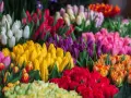 Fioletowe tulipany znaczenie: symbolizują królewskość, szacunek i podziw. Wiele kolorów kwiatów tworzy barwny bukiet.