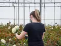 Pracownica w szklarni przycina białe róże, które kwitną w czerwcu.