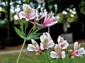 Delikatny kwiat alstroemeria w odcieniach bieli i różu, z czarnymi prążkami, kwitnie na tle rozmytego ogrodu.