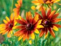 Rudbekie w odcieniach brązu i żółci, piękne kwiaty kwitnące w sierpniu, rozświetlają ogród.