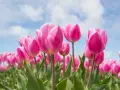 Pole różowych tulipanów pod błękitnym niebem. Różowe tulipany symbolizują troskę i uczucia, a ich tulipan znaczenie jest piękne.