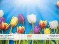 Wiosenna eksplozja kolorów tulipanów: żółte, białe, fioletowe i czerwono-żółte na niebieskim tle.