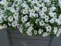 Białe kwiaty tworzą bujne kompozycje z białych kwiatów na balkon, ozdabiając szarą drewnianą skrzynię.