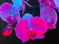 Różowe i fioletowe orchidee, których symbolika jest bogata, rozkwitają w blasku neonów.