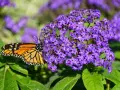 Motyl monarcha na fioletowych kompozycjach kwiatowych z heliotropem.