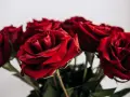 Bukiet sześciu czerwonych róż, symbolizujących miłość i namiętność. Co oznacza 6 róż? To wyznanie uczuć.