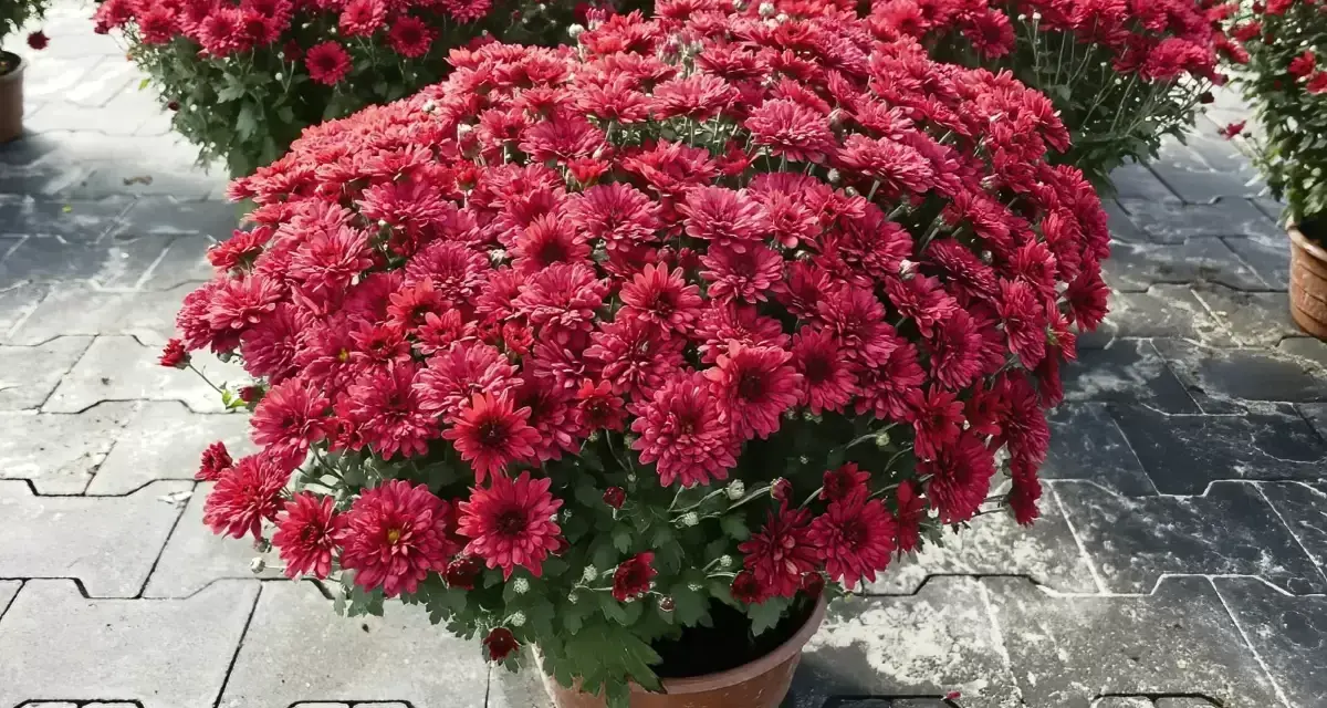 Kaskada czerwonych chryzantem w doniczce. Ich bogactwo symbolizuje radość i optymizm, a chryzantemy znaczenie mają głębokie, często związane z jesienią i pamięcią.