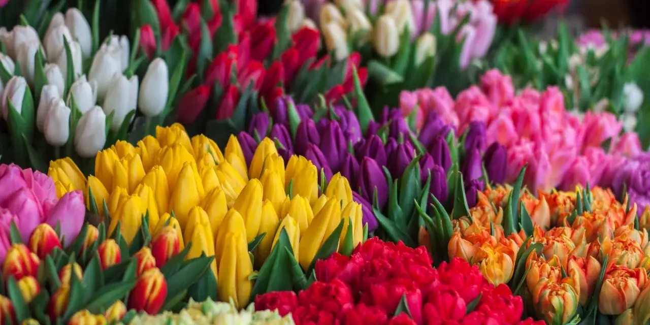 Fioletowe tulipany znaczenie: symbolizują królewskość, szacunek i podziw. Wiele kolorów kwiatów tworzy barwny bukiet.