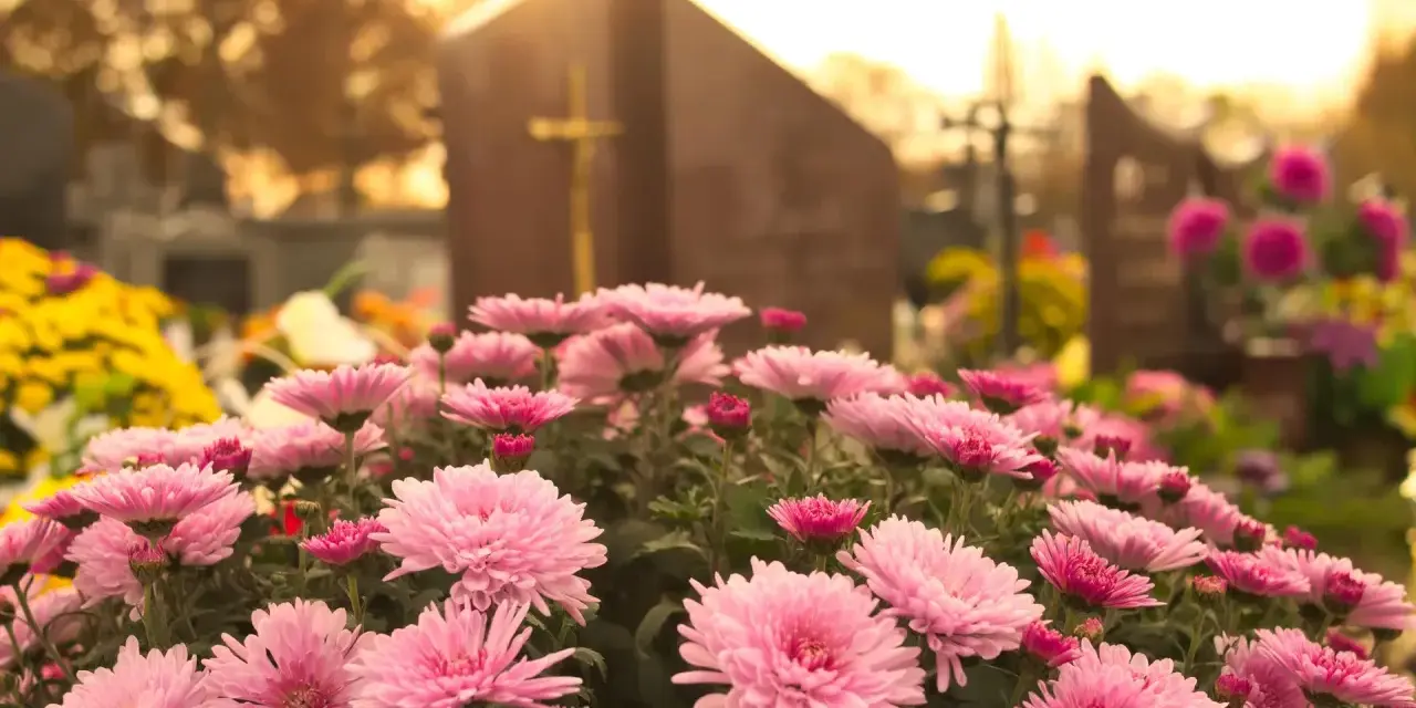 Różowe chryzantemy, piękne kwiaty na cmentarz do ziemi, otaczają nagrobek w jesiennym słońcu.