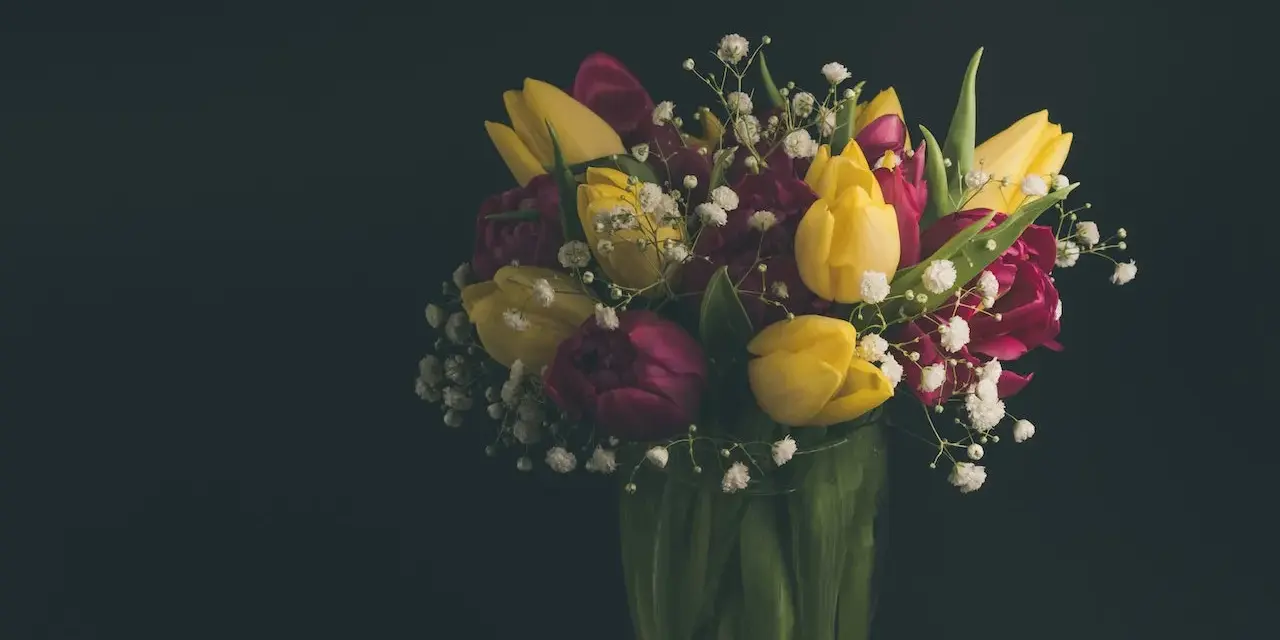 Bukiet żółtych i bordowych tulipanów z gipsówką. Idealny pomysł, z czym łączyć tulipany w bukiecie, by stworzyć wiosenną kompozycję.