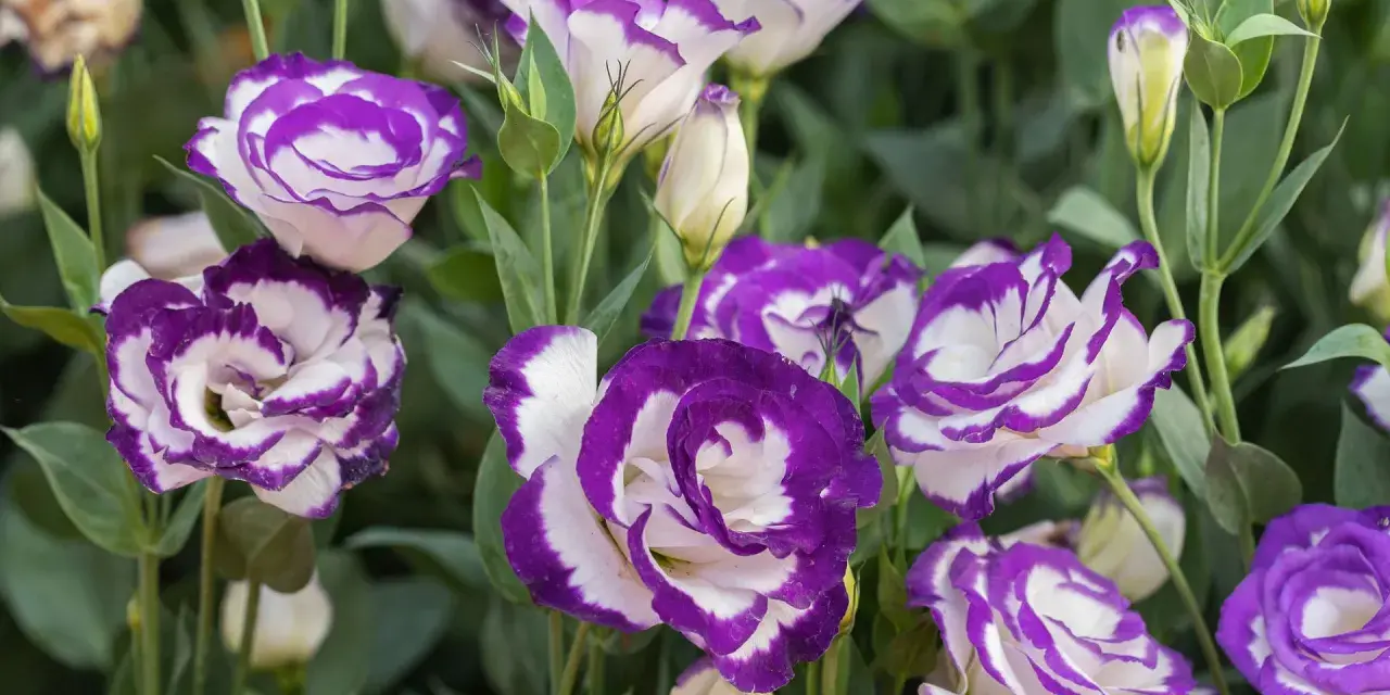 Urocza eustoma w doniczce, z fioletowo-białymi płatkami, tworzy bujną kompozycję.