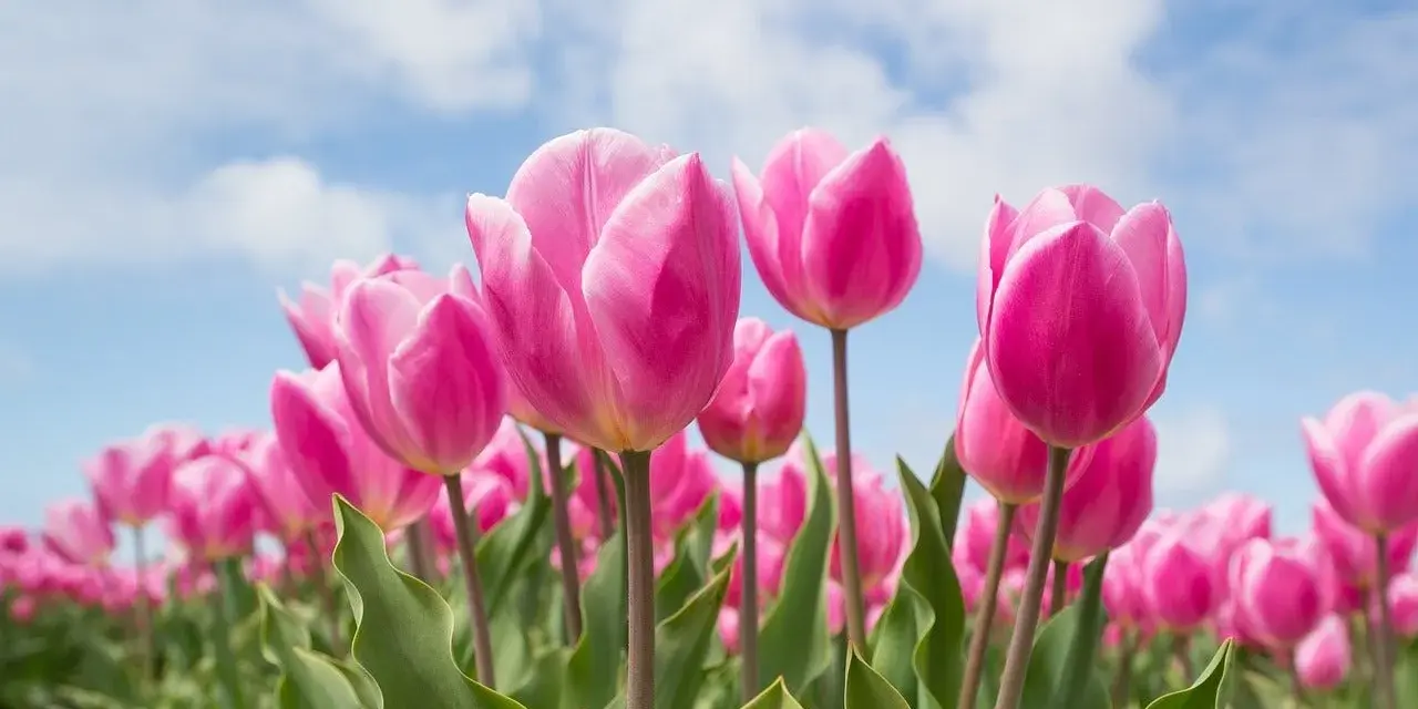 Pole różowych tulipanów pod błękitnym niebem. Różowe tulipany symbolizują troskę i uczucia, a ich tulipan znaczenie jest piękne.