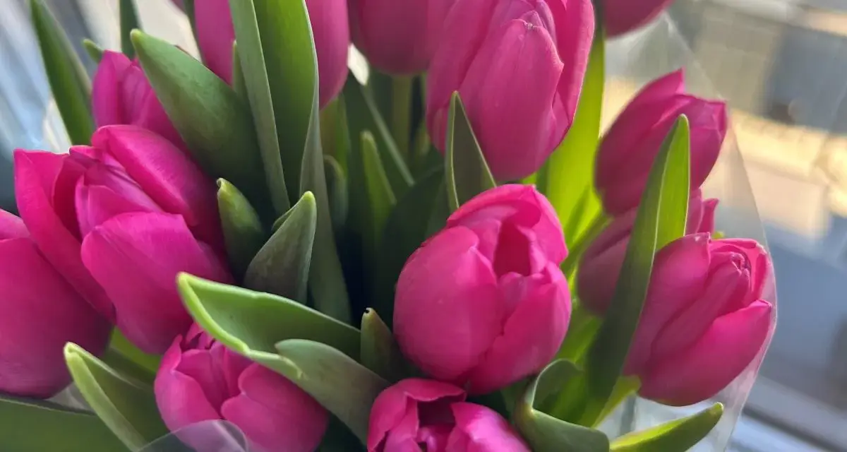 Piękne, intensywnie różowe tulipany. Ich znaczenie to miłość, namiętność i odwaga.