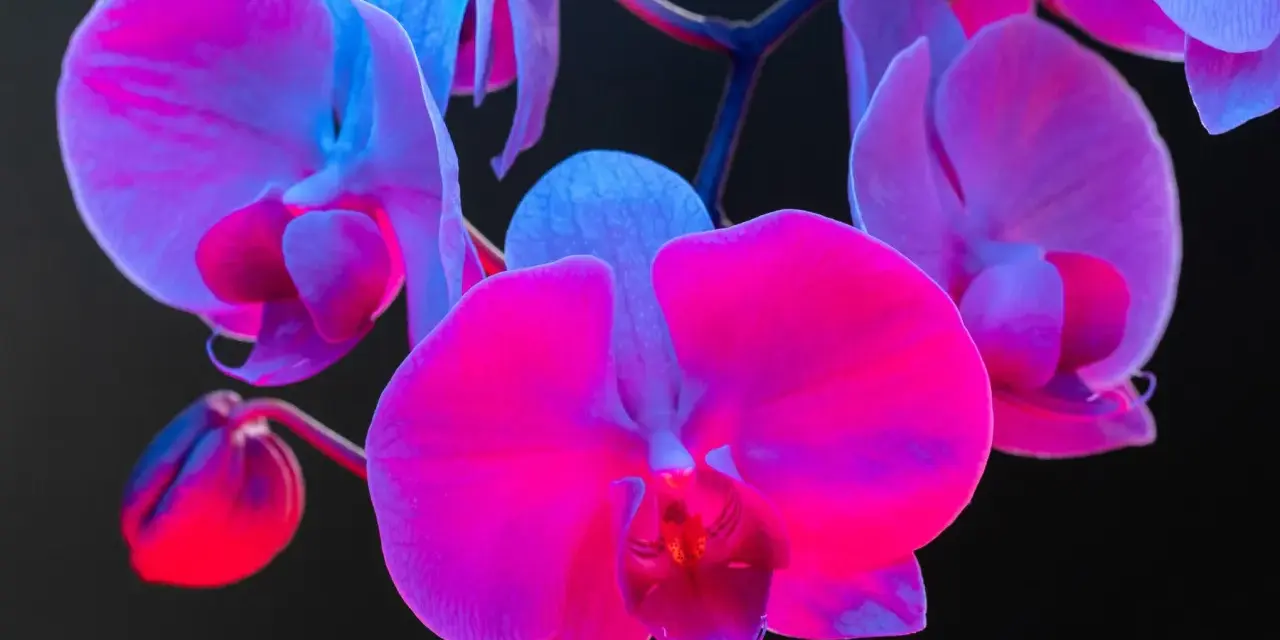 Różowe i fioletowe orchidee, których symbolika jest bogata, rozkwitają w blasku neonów.
