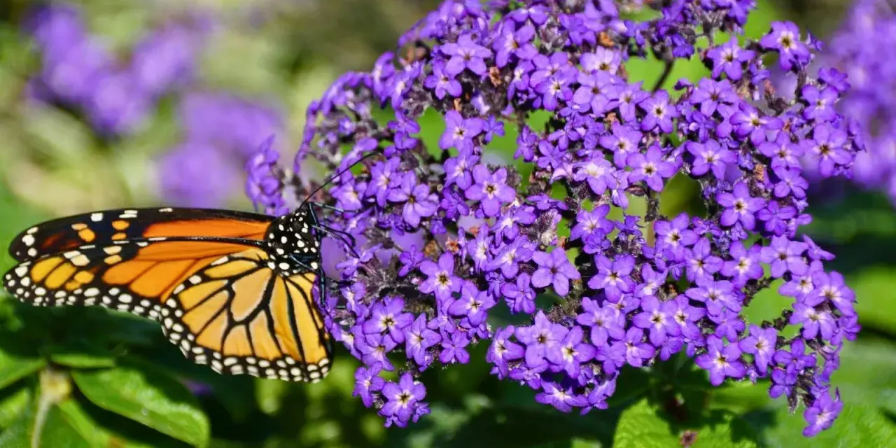 Motyl monarcha na fioletowych kompozycjach kwiatowych z heliotropem.