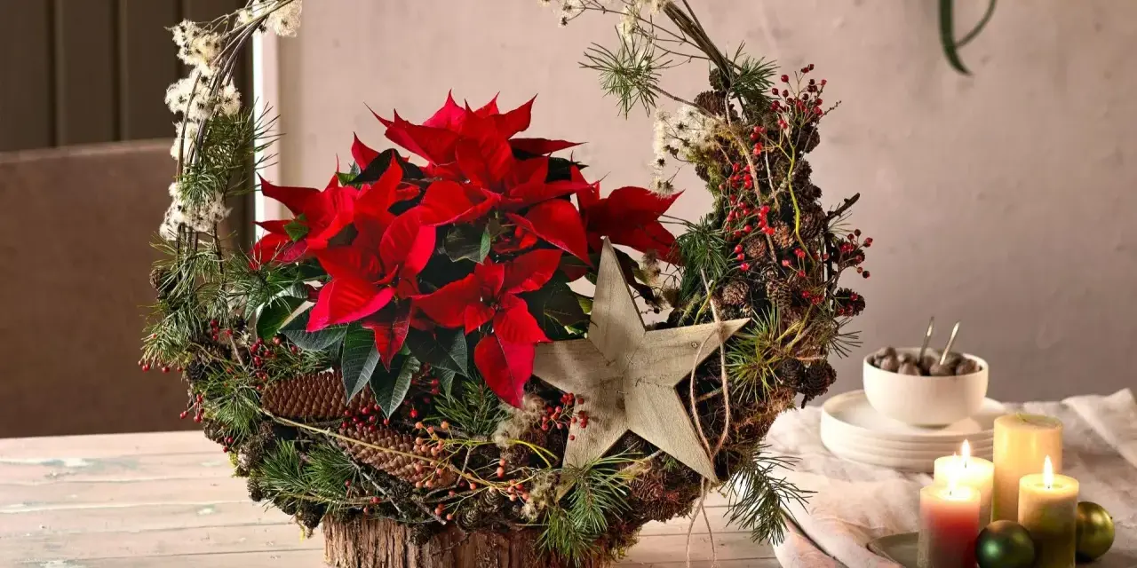 Jak wygląda gwiazda betlejemska? Wianek z szyszek, gałązek i czerwonej gwiazdy betlejemskiej, ozdobiony drewnianą gwiazdką.
