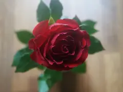 Pąsowa róża, symbol namiętności i głębokiej miłości, rozkwita w pełnej krasie.