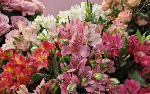 Kolorowy bukiet alstroemeria w wazonie, z różowymi, białymi i czerwonymi kwiatami, tworzy radosną kompozycję.