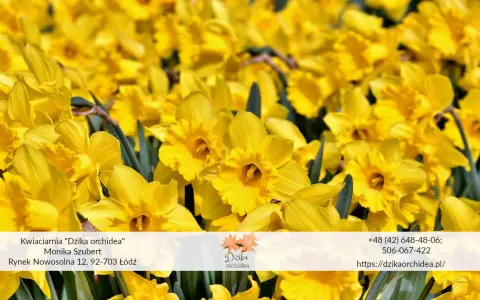 Wiosenny bukiet żółtych żonkili i narcyzów. Kwiaty z kwiaciarni "Dzika orchidea" w Łodzi.
