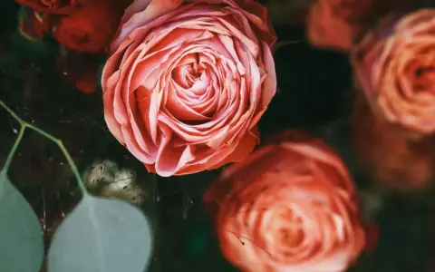 Delikatne, łososiowe róże, których 12 róż znaczenie symbolizuje wdzięczność i podziw. W tle ciemna zieleń i inne kwiaty.