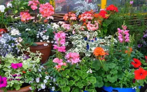 Kolorowe kwiaty do donic na taras: pelargonie, petunie i lobelie tworzą barwną kompozycję.