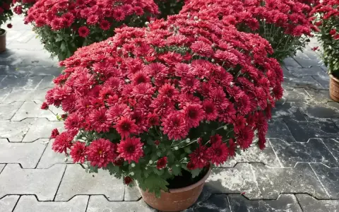Kaskada czerwonych chryzantem w doniczce. Ich bogactwo symbolizuje radość i optymizm, a chryzantemy znaczenie mają głębokie, często związane z jesienią i pamięcią.