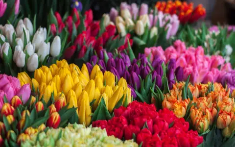 Fioletowe tulipany znaczenie: symbolizują królewskość, szacunek i podziw. Wiele kolorów kwiatów tworzy barwny bukiet.