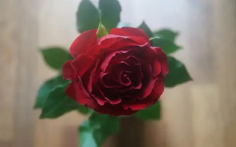 Pąsowa róża, symbol namiętności i głębokiej miłości, rozkwita w pełnej krasie.