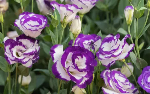 Urocza eustoma w doniczce, z fioletowo-białymi płatkami, tworzy bujną kompozycję.