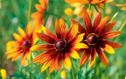 Rudbekie w odcieniach brązu i żółci, piękne kwiaty kwitnące w sierpniu, rozświetlają ogród.