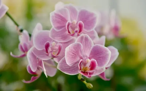 Delikatny, różowy orchidea kwiat w pełnym rozkwicie, otoczony zielenią.