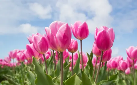 Pole różowych tulipanów pod błękitnym niebem. Różowe tulipany symbolizują troskę i uczucia, a ich tulipan znaczenie jest piękne.
