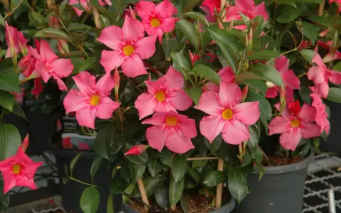 Kwiaty doniczkowe na cmentarz latem: różowe dipladenie w pełnym rozkwicie, ozdoba grobu.