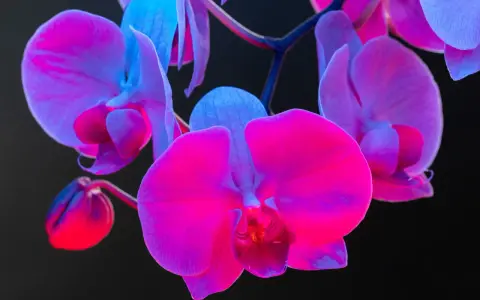 Różowe i fioletowe orchidee, których symbolika jest bogata, rozkwitają w blasku neonów.