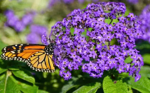 Motyl monarcha na fioletowych kompozycjach kwiatowych z heliotropem.