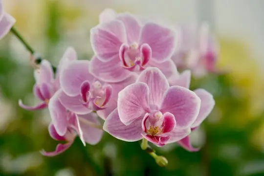 Delikatny, różowy orchidea kwiat w pełnym rozkwicie, otoczony zielenią.