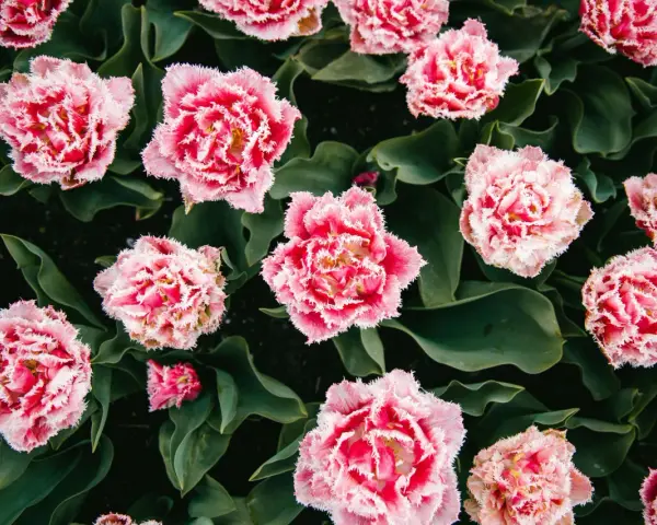 Różowe, postrzępione kwiaty, przypominające goździki, w pełni rozkwitu na tle ciemnozielonych liści.