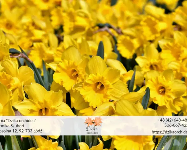 Wiosenny bukiet żółtych żonkili i narcyzów. Kwiaty z kwiaciarni "Dzika orchidea" w Łodzi.