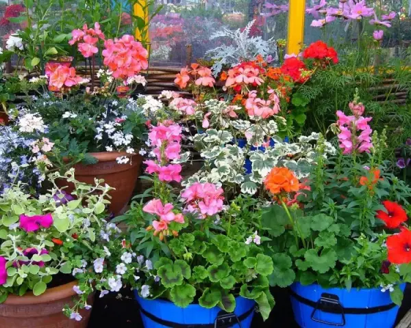 Kolorowe kwiaty do donic na taras: pelargonie, petunie i lobelie tworzą barwną kompozycję.