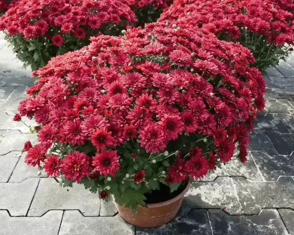 Kaskada czerwonych chryzantem w doniczce. Ich bogactwo symbolizuje radość i optymizm, a chryzantemy znaczenie mają głębokie, często związane z jesienią i pamięcią.
