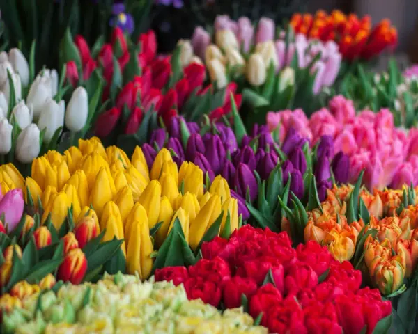Fioletowe tulipany znaczenie: symbolizują królewskość, szacunek i podziw. Wiele kolorów kwiatów tworzy barwny bukiet.