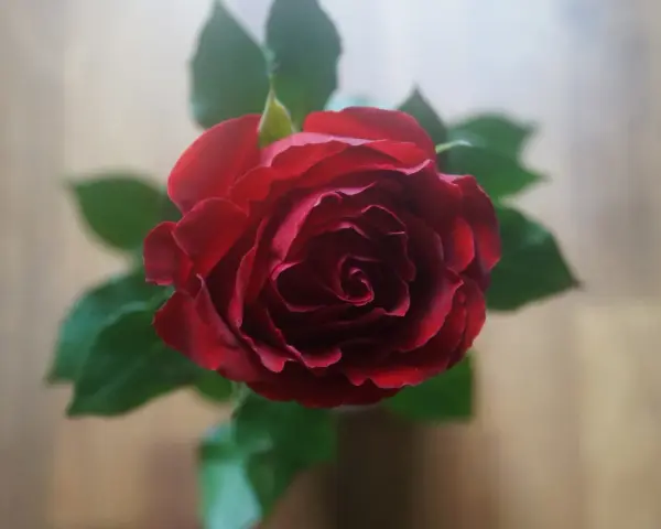 Pąsowa róża, symbol namiętności i głębokiej miłości, rozkwita w pełnej krasie.