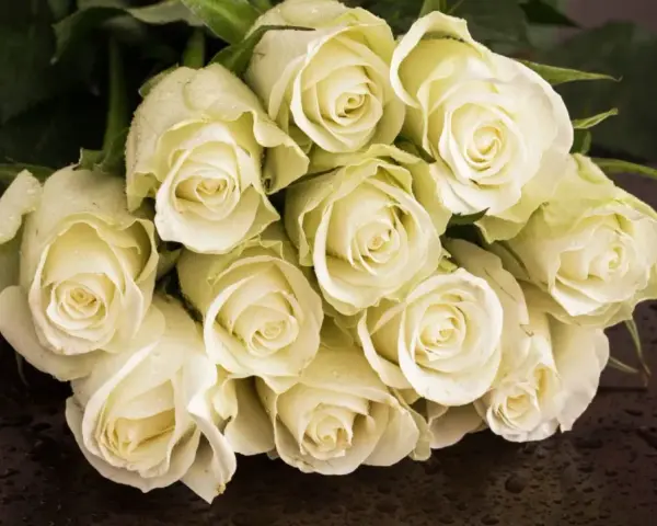 Białe róże, kwiaty symbolizujące miłość, z kroplami rosy na płatkach, ułożone na ciemnym, błyszczącym tle.