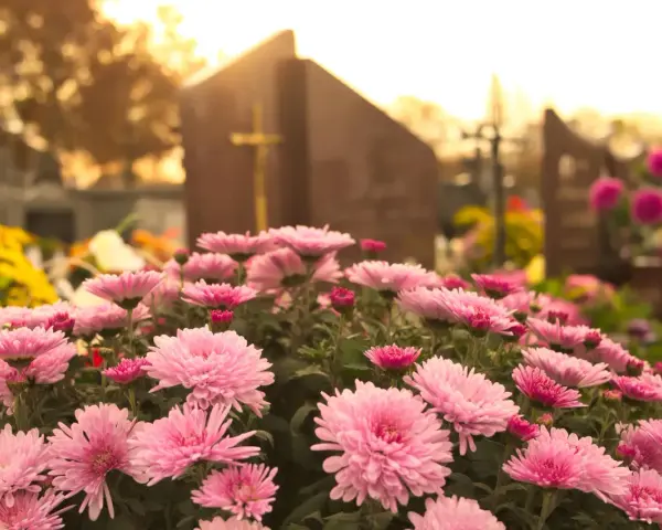 Różowe chryzantemy, piękne kwiaty na cmentarz do ziemi, otaczają nagrobek w jesiennym słońcu.