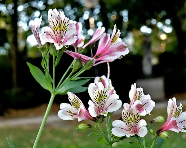 Delikatny kwiat alstroemeria w odcieniach bieli i różu, z czarnymi prążkami, kwitnie na tle rozmytego ogrodu.