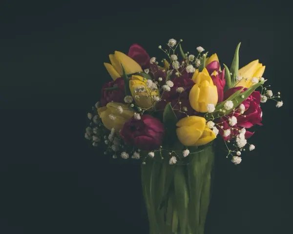 Bukiet żółtych i bordowych tulipanów z gipsówką. Idealny pomysł, z czym łączyć tulipany w bukiecie, by stworzyć wiosenną kompozycję.