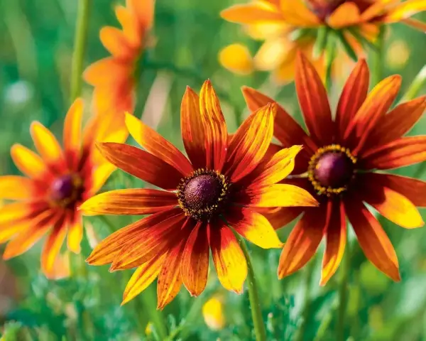 Rudbekie w odcieniach brązu i żółci, piękne kwiaty kwitnące w sierpniu, rozświetlają ogród.